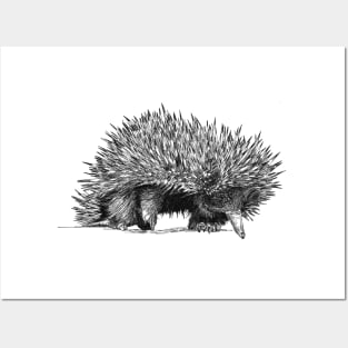 Echidna scientific nature black ink pen drawing illustration Posters and Art